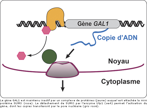 Le noyau cellulaire recèle des usines à transcrire les gènes