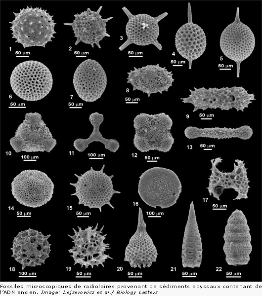Fossiles microscopiques de radiolaires