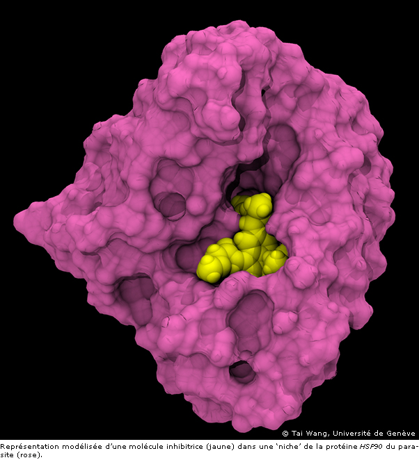 Représentation modélisée d’une molécule inhibitrice (jaune) dans une ‘niche’ de la protéine HSP90 du parasite (rose)