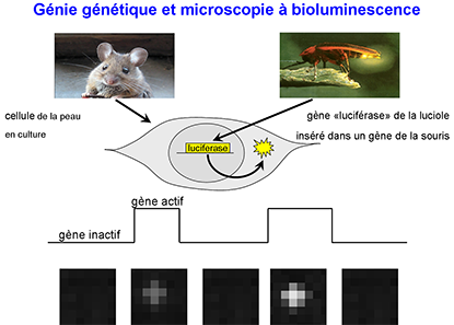 Génie génétique et microscopie à bioluminescence