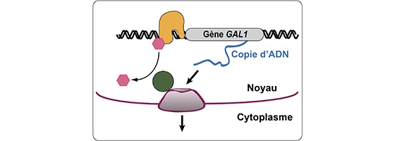 Le noyau cellulaire recèle des usines à transcrire les gènes