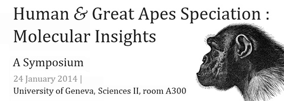 Human & Great Apes Speciation : Molecular Insights