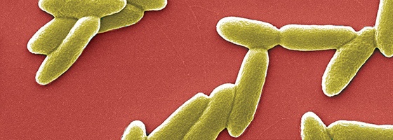 Bactéries Pseudomonas aeruginosa