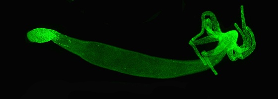 Hydre mesurant près d’1 cm, dont le système nerveux est détecté grâce à un marqueur vert fluorescent. © Brigitte Galliot