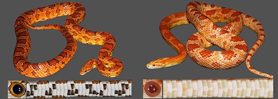 Le génome du serpent des blés séquencé pour la première fois