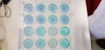 Rhamnolipids-life in blue !.jpg