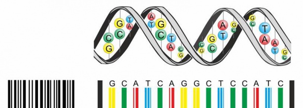 codes-barres-genetiques_B.jpg