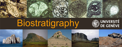 biostratigraphy