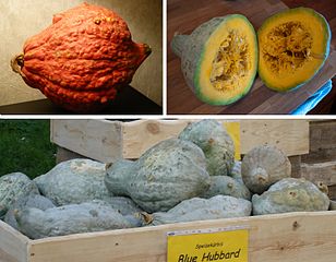 Hubbard-squash_Wikimedia.JPG