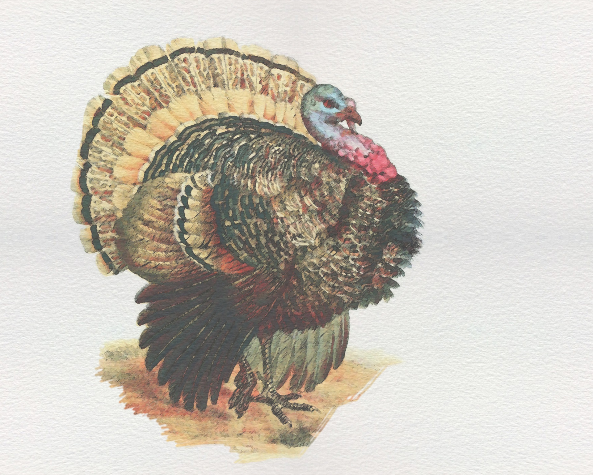 turkey-vintage-watercolor-painting.jpg